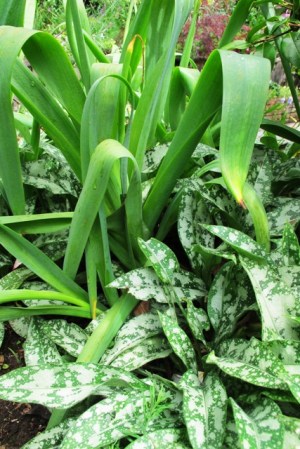 The mottled foliage of pulmonaria (with the unromantic common name of lungwort)