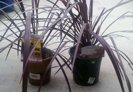 Side by side at the garden centre. Is the customer likely to see any difference? 