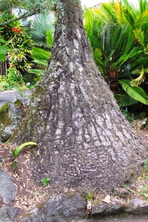 The good side of the bowl on our nolina. There is no bowl on the other side due to rot in our mild, humid climate