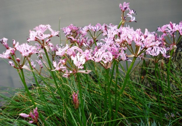 The daintiest of nerines - N. filifolia