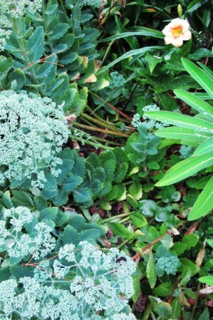 Sedum, left to its own devices and falling apart already