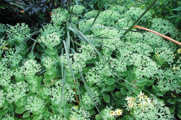Sedum, cut back last November and holding itself well. Flowering is unaffected