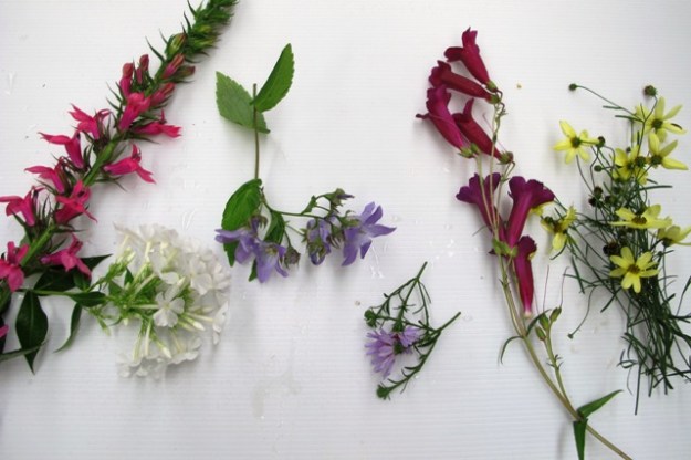 Lobelia, phlox, campanula, aster, pensetemon and coreopsis - all candidates for the Chelsea chop here