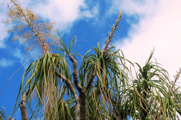 Nolina recurvata, flowering in our rockery