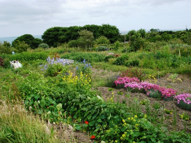 Allotments with a million pound view at Gerrans in Cornwall