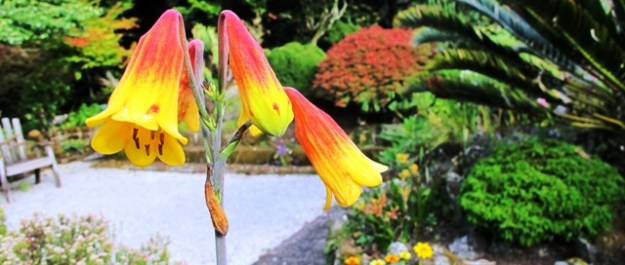 Blandfordia - Australia's Christmas bells