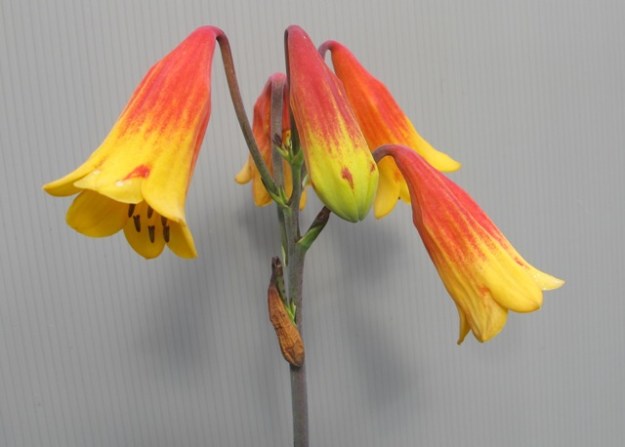 blandfordia (2) - Copy