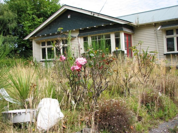 Roses flower on in formerly loved gardens, now abandoned