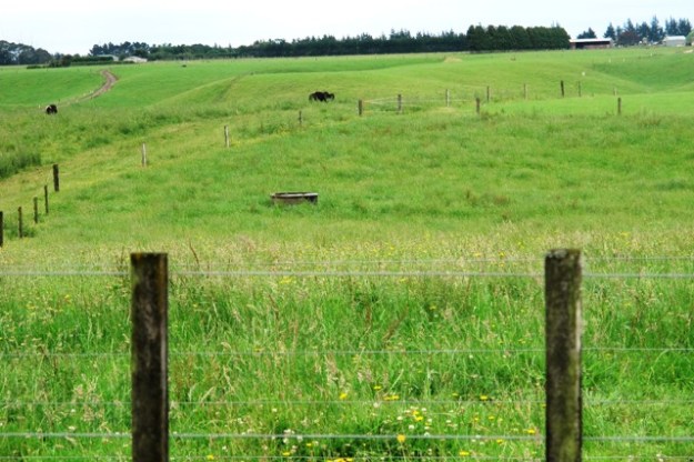 Typical farmland. Shame this is the site for Mangahewa E