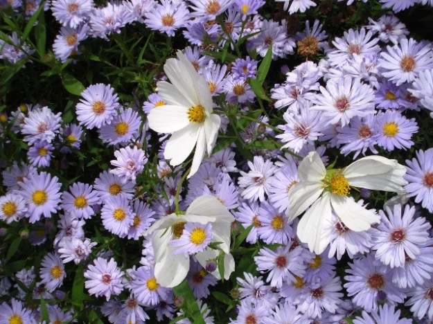 Single flowers like the white cosmos and semi doubles like the aster provide pollen and nectar