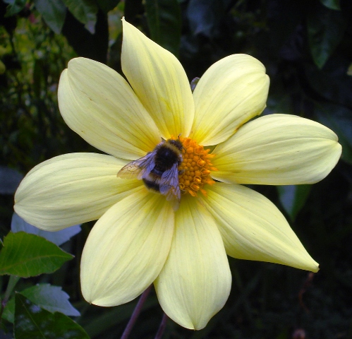 Single and semi double blooms offer the most to both bees and butterflies