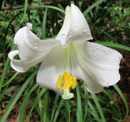The offending Lilium formasanum 