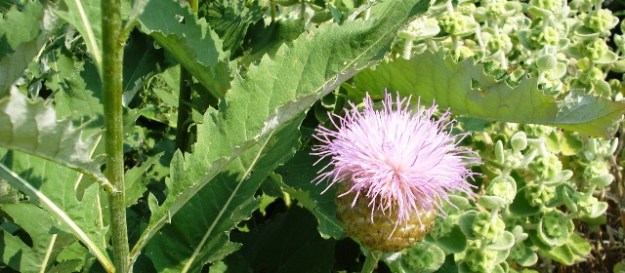 Plant options for dry conditions- at Beth Chatto's Garden.
