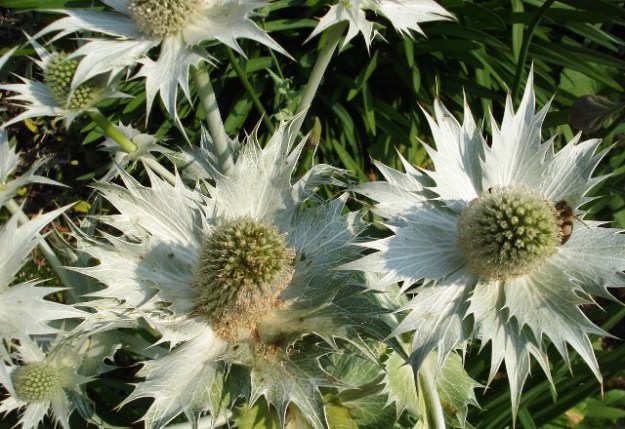 Eryngiums - another plant option for dry conditions