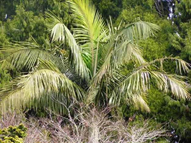 We have not cut our bangalows out at this stage, but we are alarmed at their weed potential 
