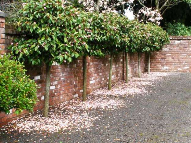Fairy Magnolia® Blush clips very successfully. These plants are kept to this size with trimming in late spring and a light follow-up in late summer.