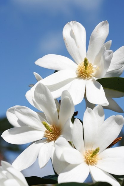 Fairy Magnolia® White is from a different breeding line and we see it as a garden friendly M. doltopa type with very beautiful, perfumed flowers. (photo by Sally Tagg
