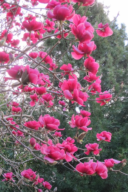 Felix®, bred by Mark, fulfilled the magnolia breeding ambitions of his father, Felix Jury. It is heartening to hear reports of how well it is performing internationally.