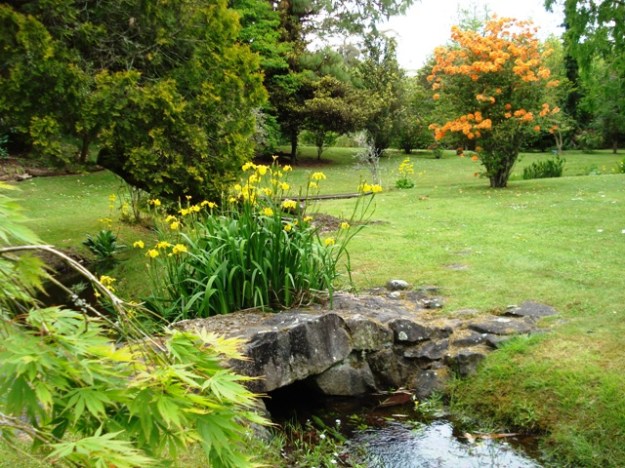 The days are numbered here for the yellow flag iris