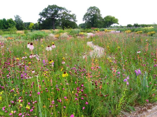 Missouri meadow garden at Wisley - simple but magic in 2009
