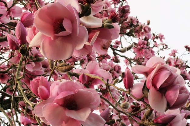 Magnolia ‘Iolanthe’ is one of our star performers here and has achieved considerable stature after 50 years. It has necessitated relocating the vegetable garden