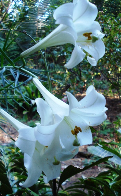 The last of the lilies to flower 