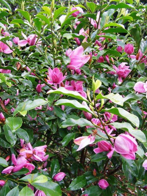 While Mark is getting some interesting colors in the michelia hybrids, none has yet passed the propagation trials.