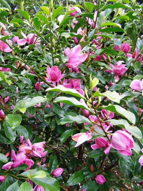 While Mark is getting some interesting colors in the michelia hybrids, none has yet passed the propagation trials.