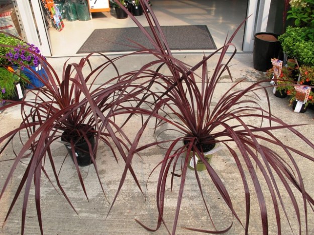 Cordyline Red Fountain and Cordyline Burgundy - side by side garden centre plants, apparently with identical DNA