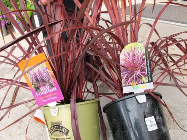 Cordyline Red Fountain (ours) and Cordyline Design-A-Line Burgundy - identical DNA 