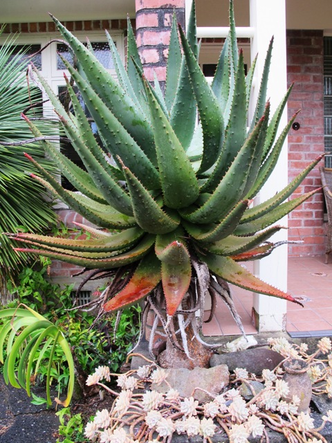 Aloe ferox - now a distinct hazard at the base of our fire escape