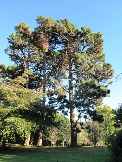 Pinus muricata, lesser known here and probably the same age as the radiata pines 