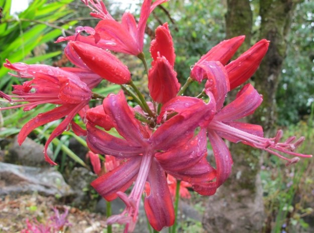 We are big fans of the Nerine sarniensis hybrids 