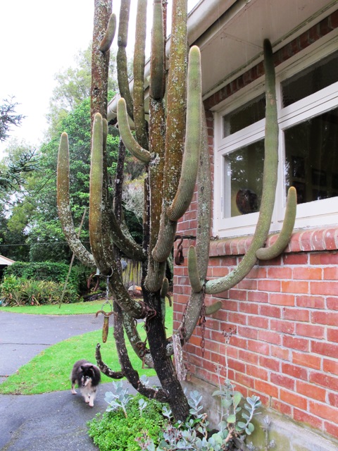 Vertical cacti now guarding the laundry window (and the inimitable Zephyr once again getting himself into a photograph) 
