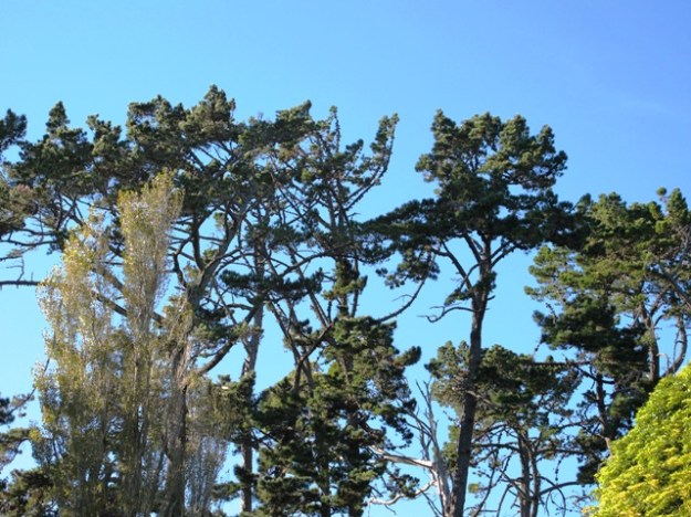 The tops are not things of great splendour, but these Pinus radiata are now over 140 years old 