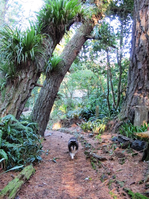 Zephyr the dog photobombs yet another garden shot - the leaning trunks of the old pines 