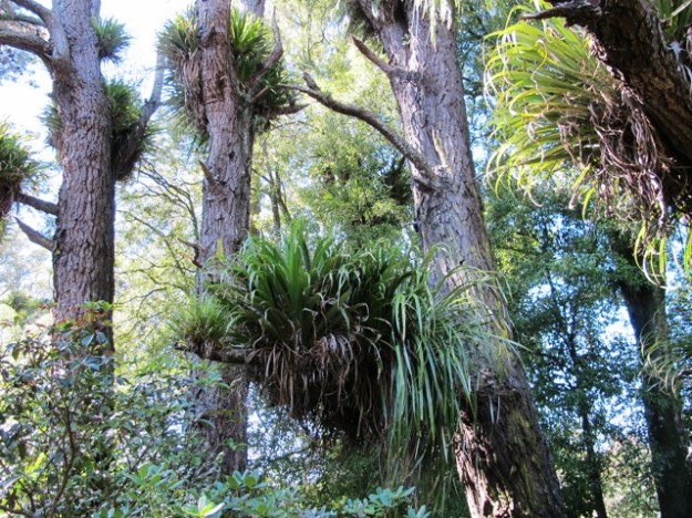 The rich tapestry epiphytes that has developed over many decades 