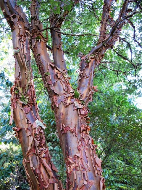 Acer griseum - it's mostly about the wonderful bark 
