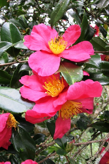 Camellia sasanqua Crimson King