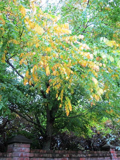 Koelreuteria paniculata - it may be a long wait for flowers in our climate 