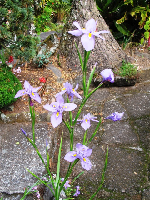 Moraea polystachya - the autumn flowering peacock iris