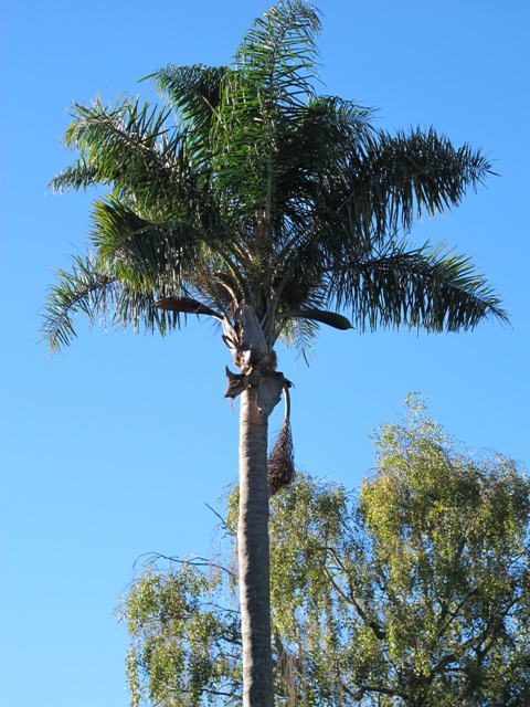 The towering Queen Palm, or Syagrus romanzoffiana growing in coastal Taranaki