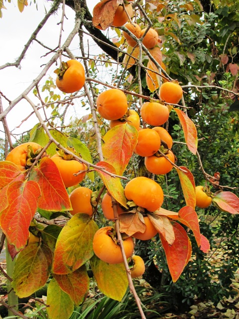 The persimmon - worth growing as an ornamental even if the fruit is not to one's taste