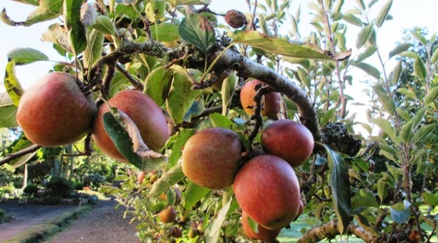 Apples are a reliable crop for us