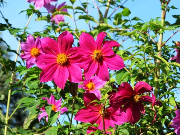 Reasonably sure this is the one named Timothy Hammett