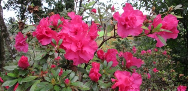 The evergreen azaleas are gently flowering already and will continue through til spring
