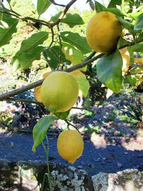 The modest lemon - common in many NZ gardens