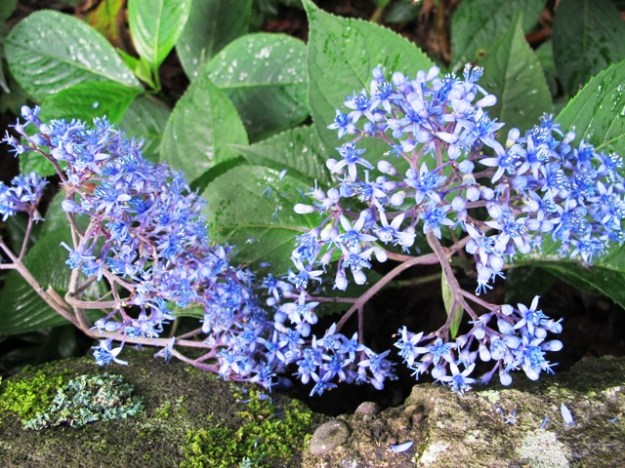 Dichroa versicolour - flowers all year round here