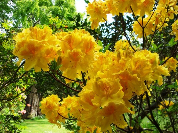 Vibrant colour in late October from deciduous azaleas