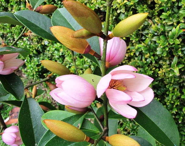 Fairy Magnolia Blush - bringing pink into the range